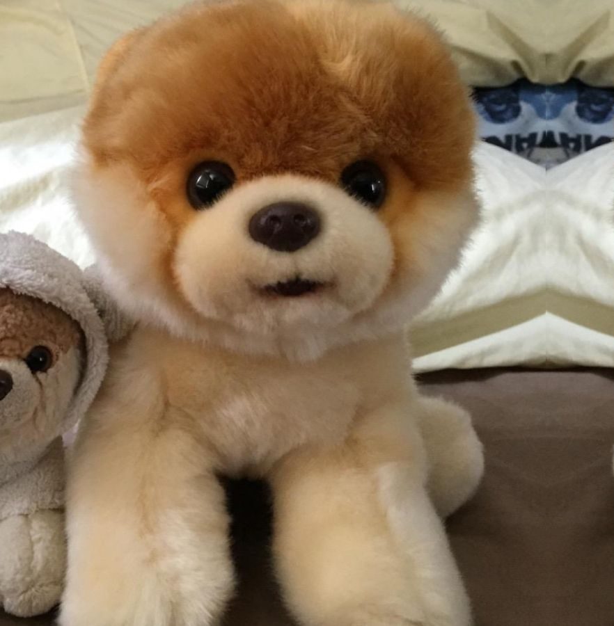 stuffed dog Toy