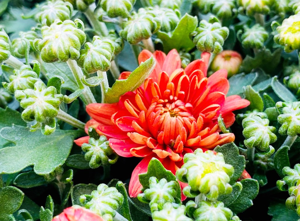 close up photo of a red mum opening up