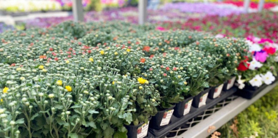 GO! Last Chance to Grab Home Depot Fall Mums from Just 98¢!
