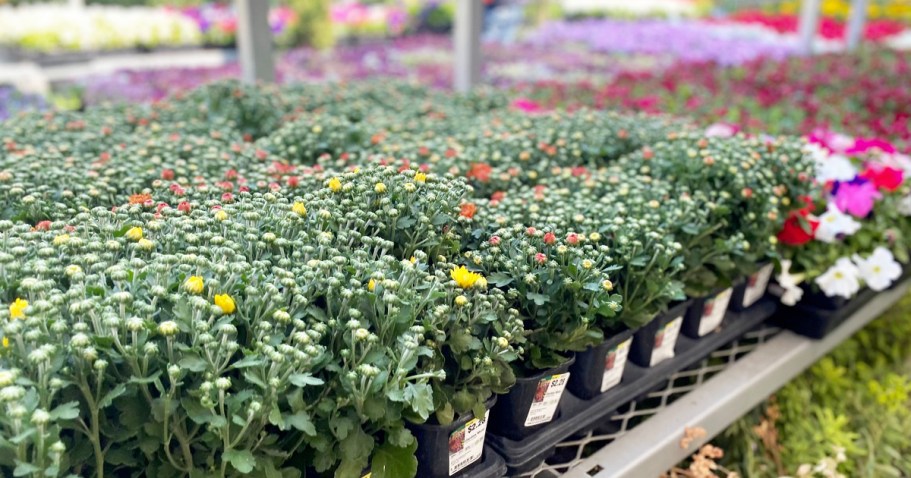 GO! Last Chance to Grab Home Depot Fall Mums from Just 98¢!