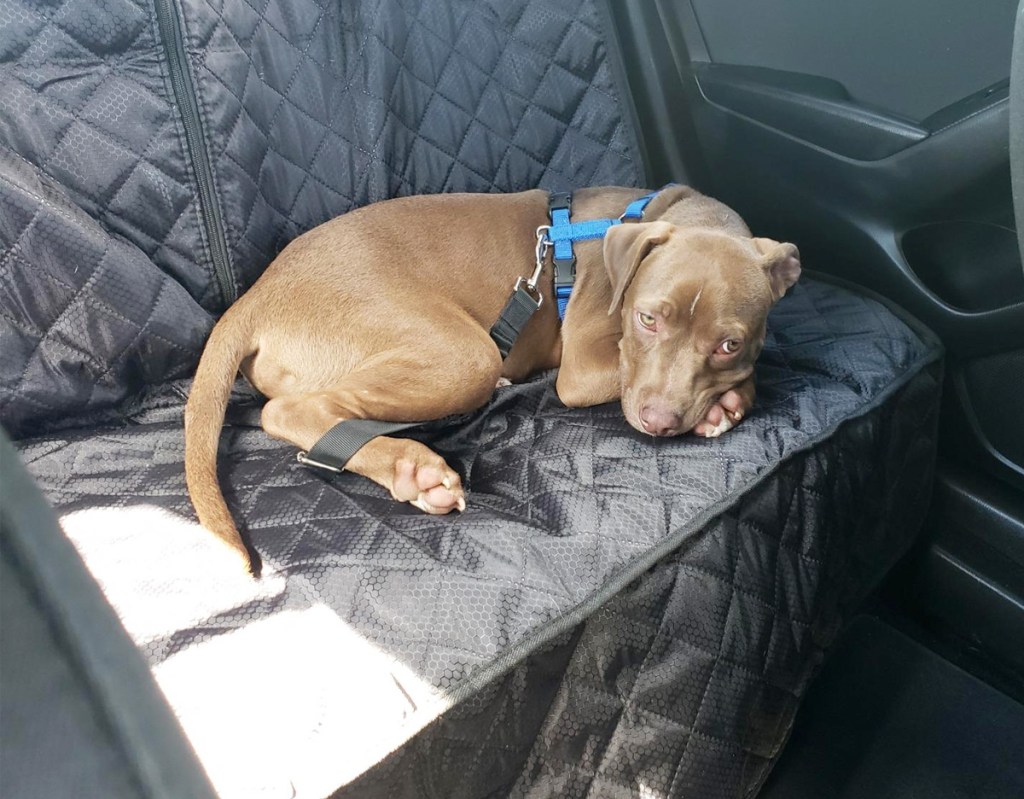 chocolate lab puppy curled up on black quilted car cover on backseat of a car