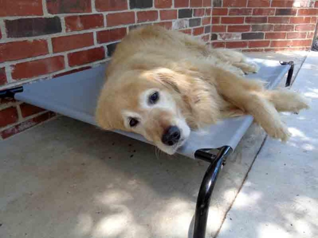 dog resting on elevated bed outdoors