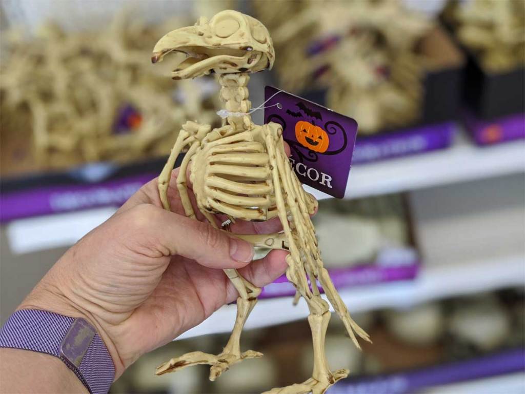 bird skeleton held up in store