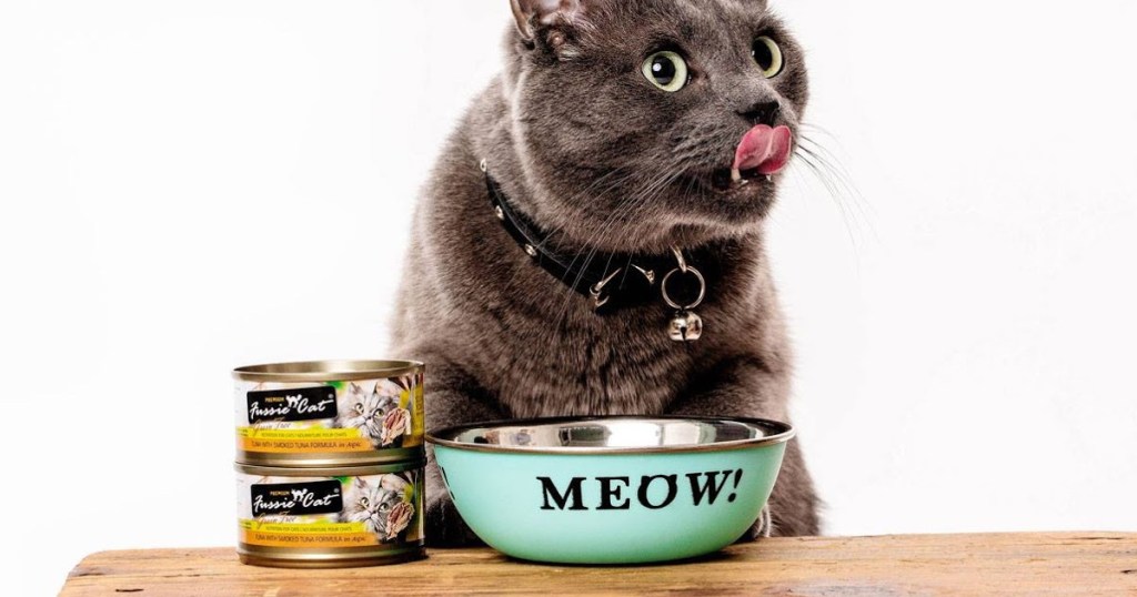 gray cat with blue bowl that says "meow" with 2 cans of Fussie Cat food