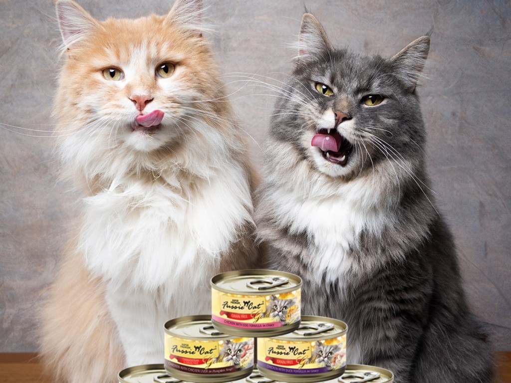 yellow and white cat and gray cat in front of Fussie cat food jars