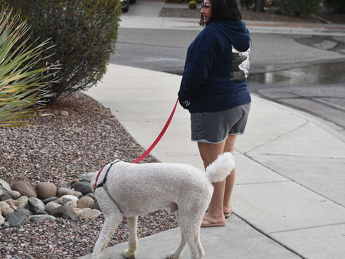 dog walking sweatshirt