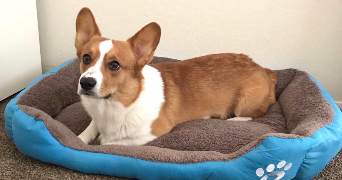 bed too high for dog