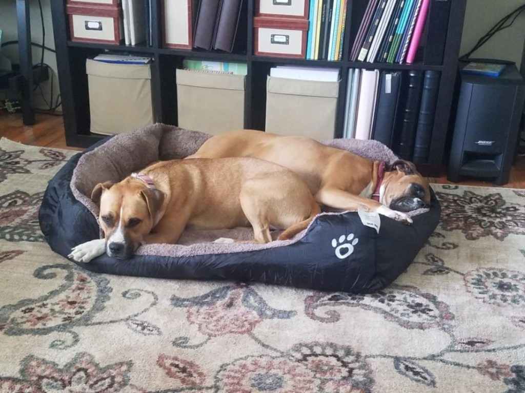 2 dogs in dog bed