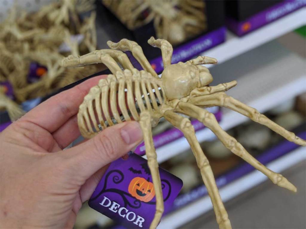skeleton of spider in hand in store