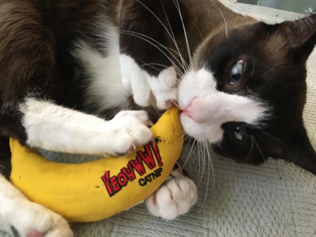 cat playing with banana toy