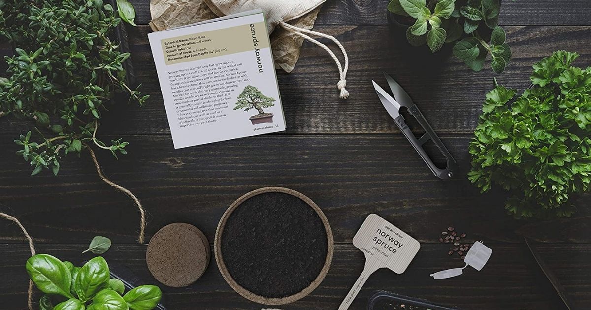 Bonsai Starter Kit Only 24 99 On Amazon Includes 4 Types Of Trees Hip2save