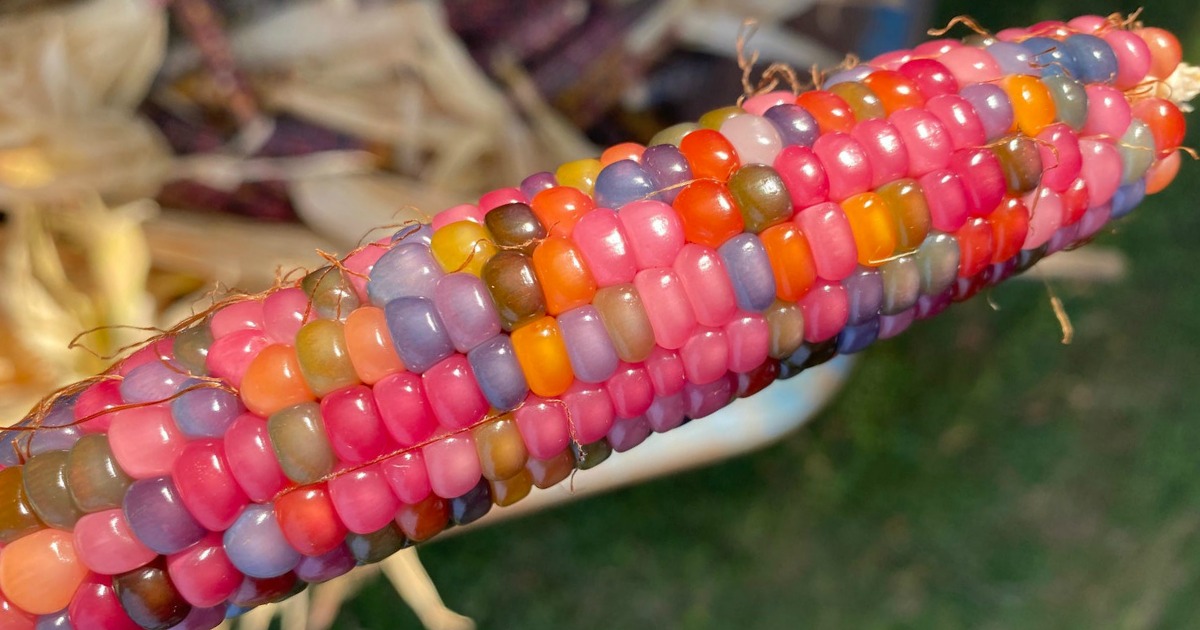 Colorful ear of corn