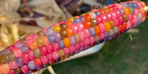 Grow Your Own Rainbow Glass Gem Corn for Just $3.99!