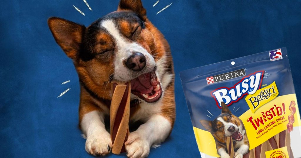 dog biting into a twisted dog treat with a bag of purina busy with beggin treats next to him