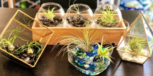 Live Air Plant 5-Pack Only $14.99 on Amazon (Regularly $20) | Make Cute Centerpieces
