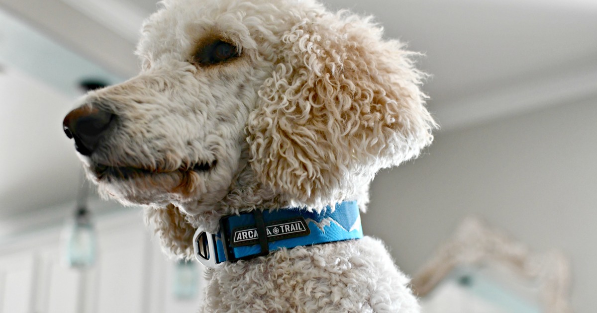 arcadia trail collar petsmart on a dog