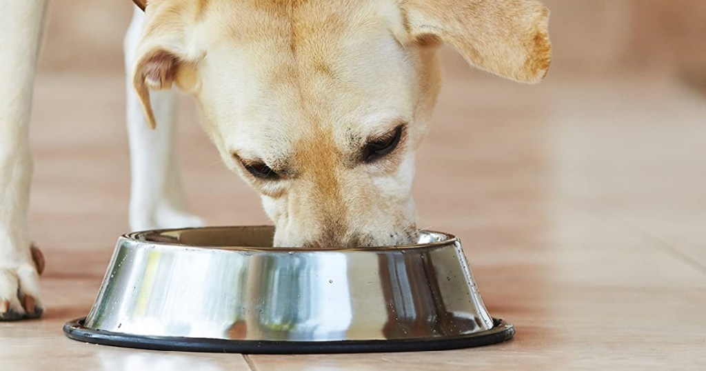 dog eating food in bowl on floor