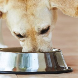 Amazon Brand Dog Food from $3 Shipped (Regularly $11) + Save on Treats & Supplements