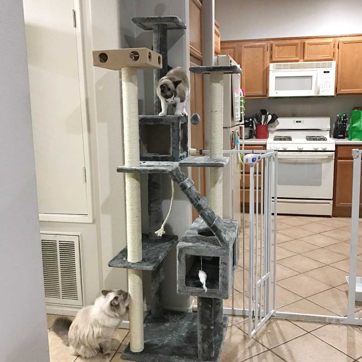 gray cat condo