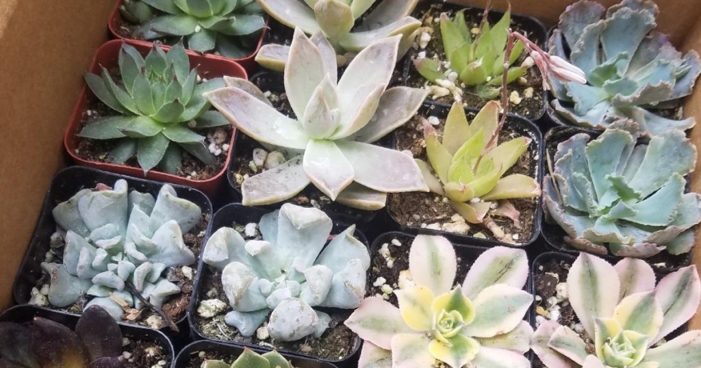 live succulents variety pack from Amazon