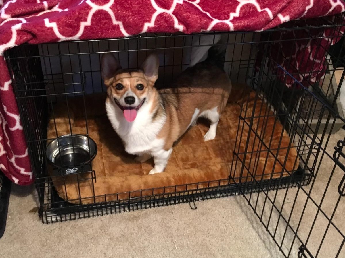 Best dog outlet bed for kennel