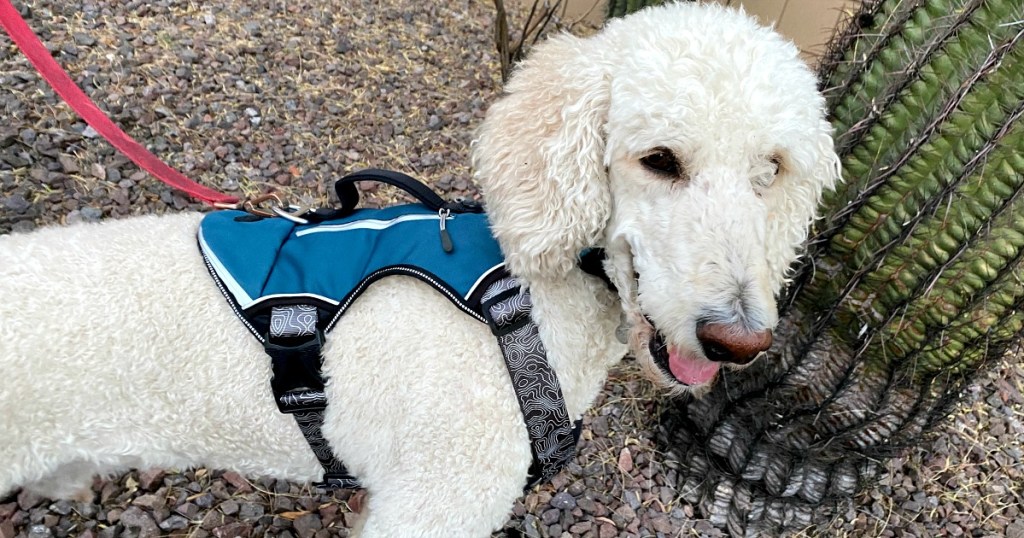 petsmart dog harness on a standard poodle