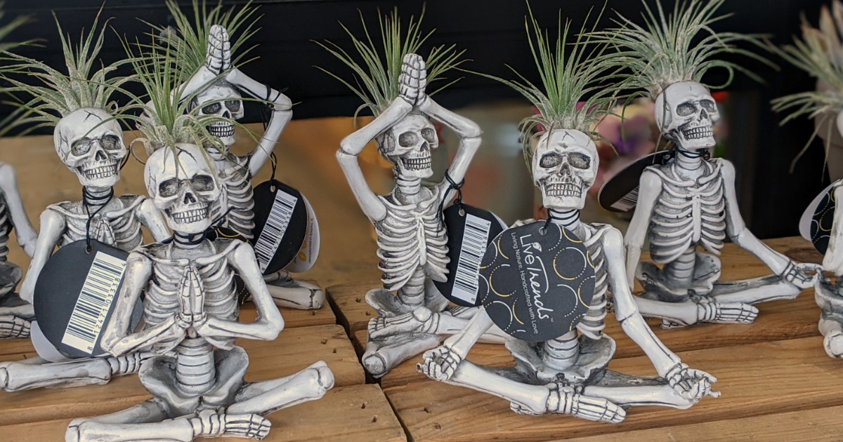 Yoga Skeleton Namaste Air Plants are Back at Trader Joe's & They