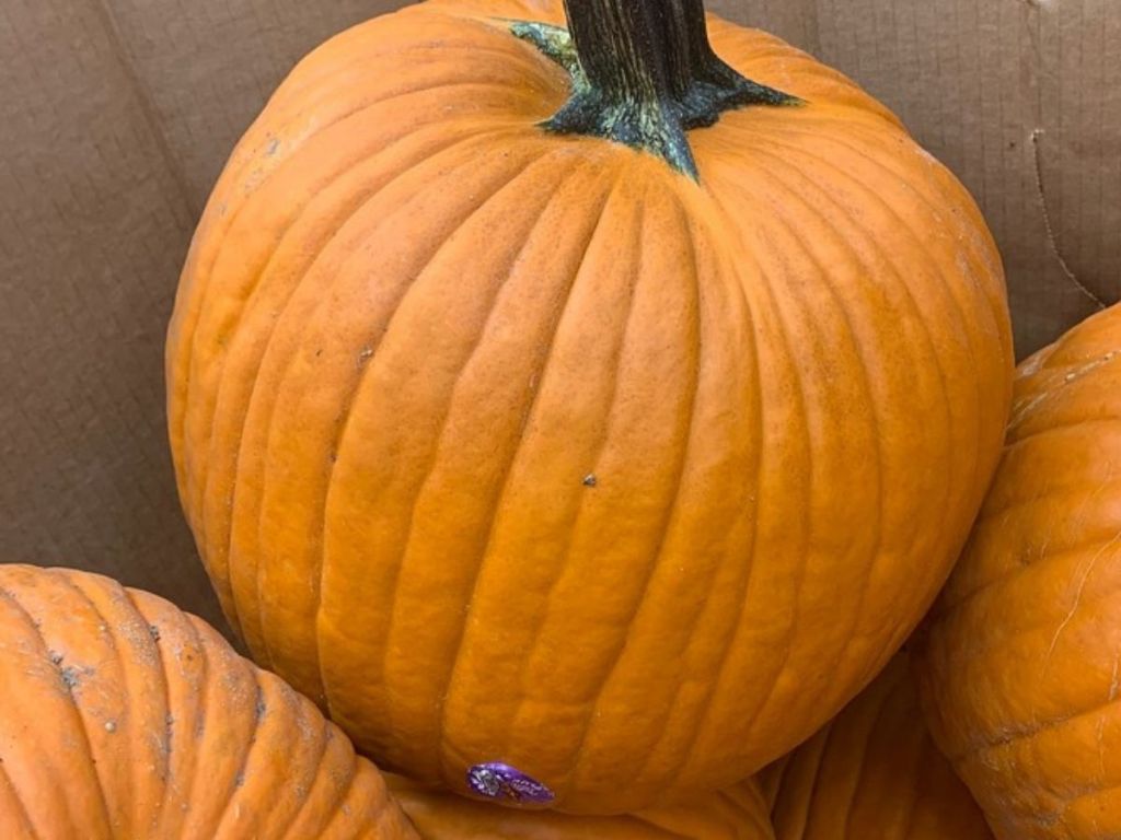 Giant pumpkin in box of pumpkins at the store