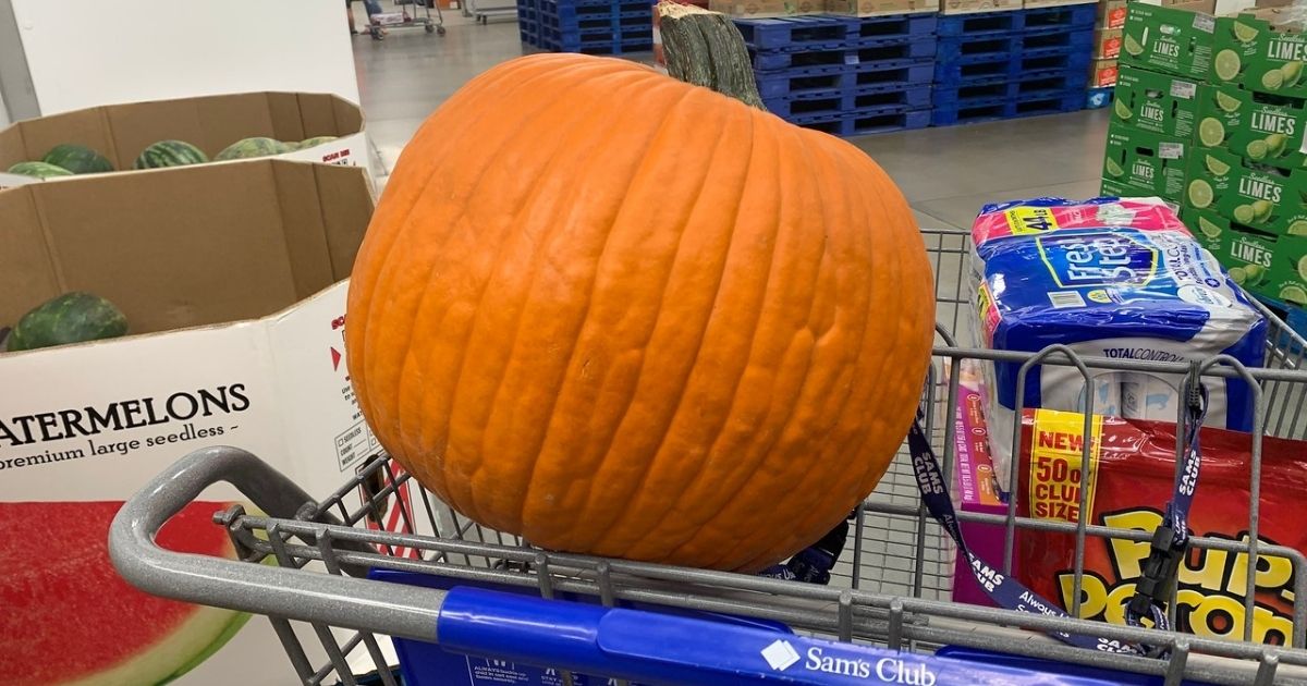 Large 20Pound Pumpkins Only 5.99 at Sam's Club or Costco