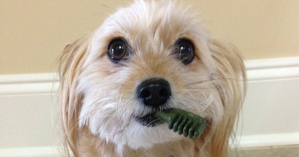 amazon prime greenies