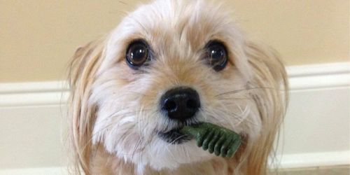 Up to 60% Off Greenies Dental Dog Treats on Amazon + Free Shipping