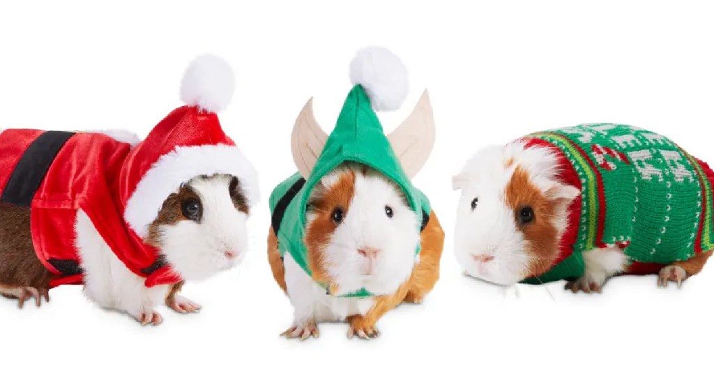 guinea pig in red santa costume, guinea pig in green elf costume, and guinea pig in green holiday sweater