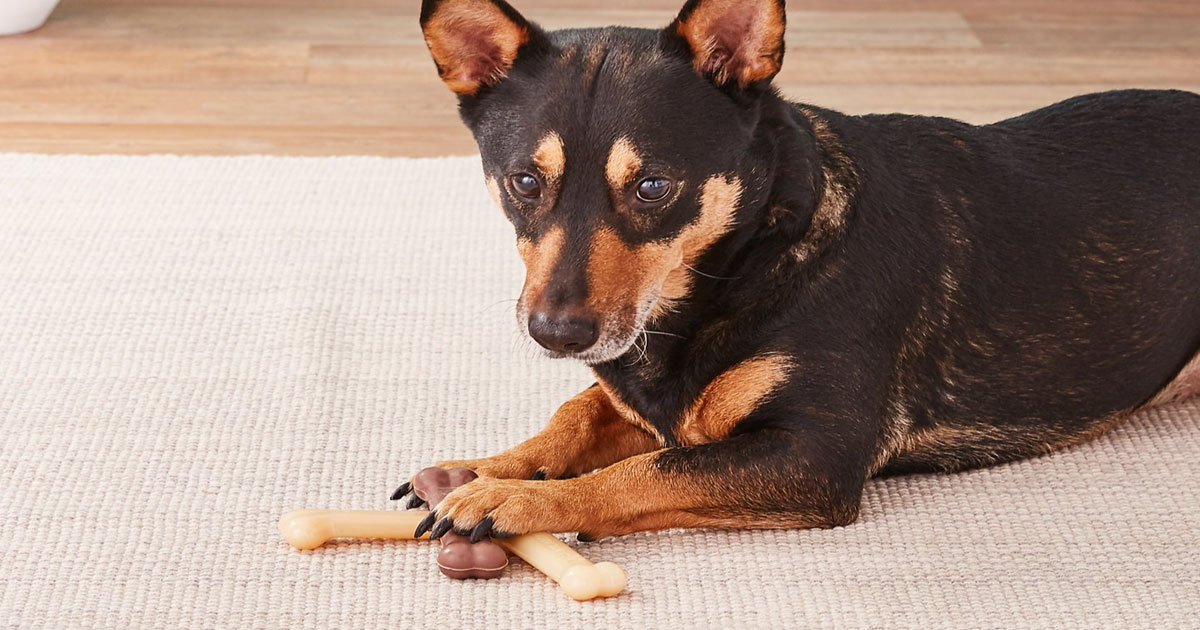 nylabone puppy triple pack