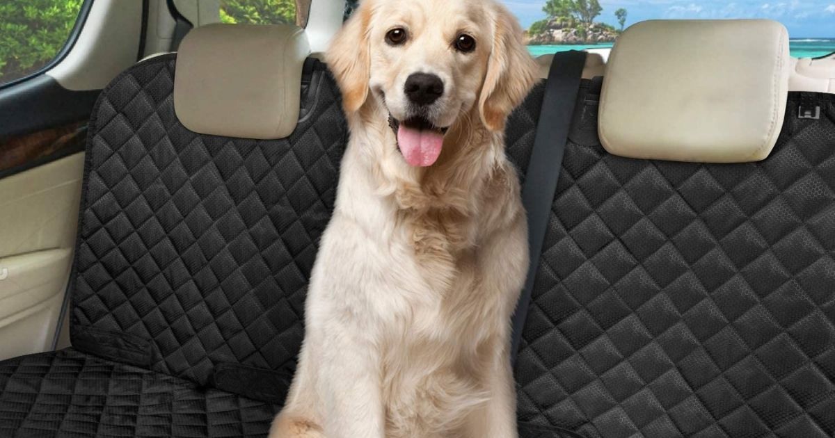 Golden Retriever in back seat of car with black seat cover