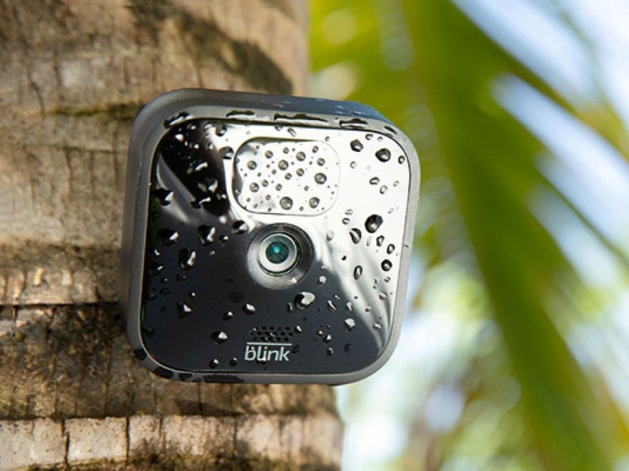 blink security camera mounted on a tree