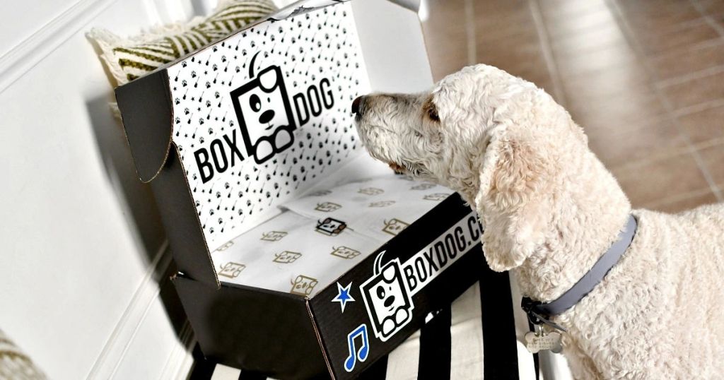 dog looking inside boxdog box