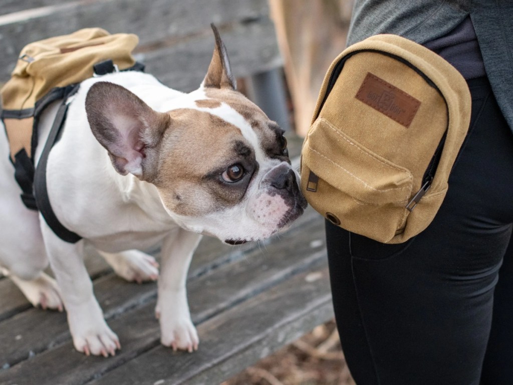 dog sniffing treat pouch