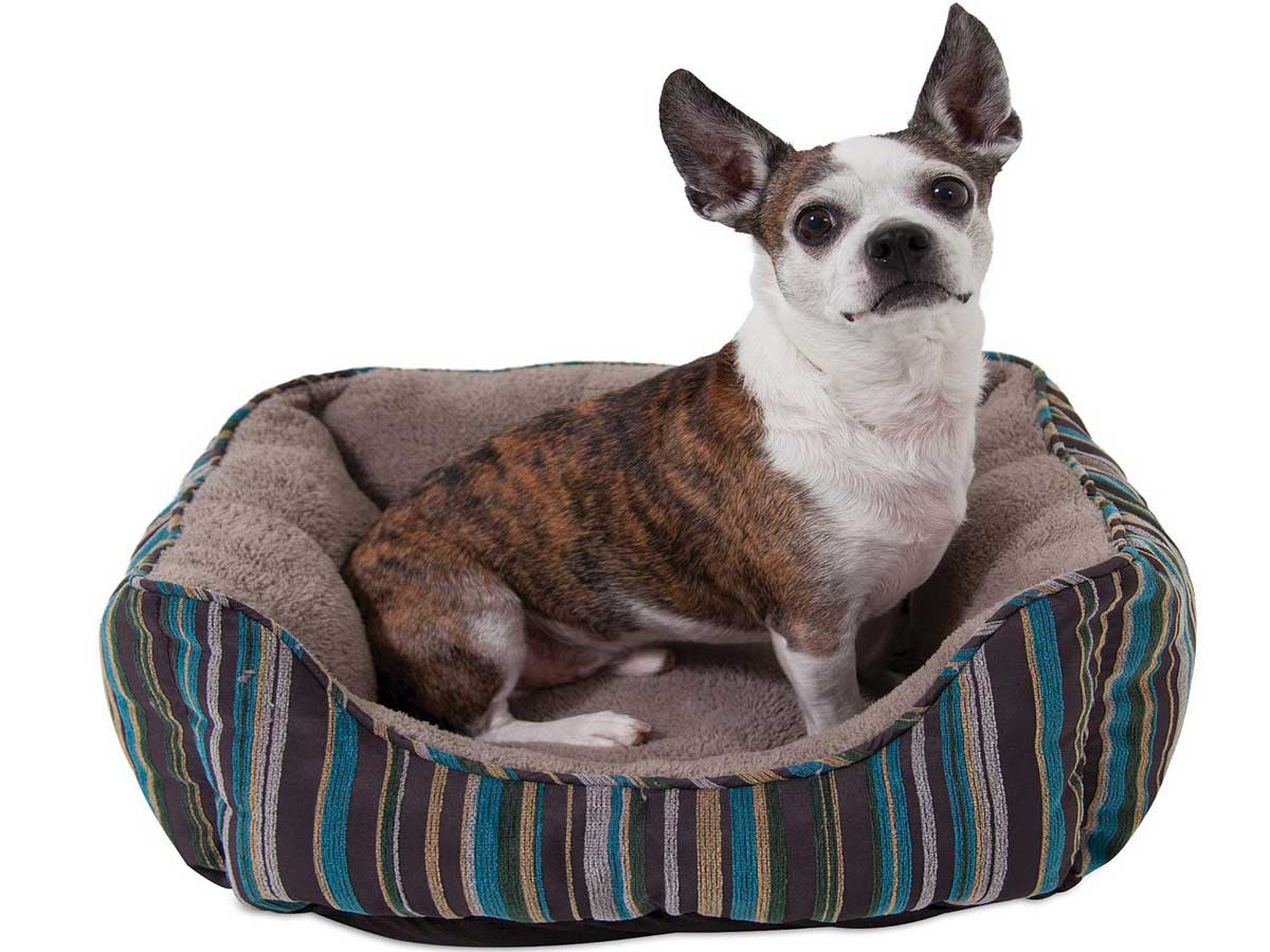 dog laying on brown and blue striped pet bed