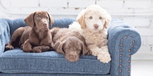 La-Z-Boy Now Sells Dog Beds That Look Like Furniture