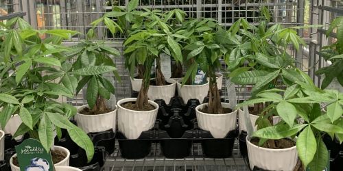 Potted Money Trees Only $10.99 at Sam’s Club