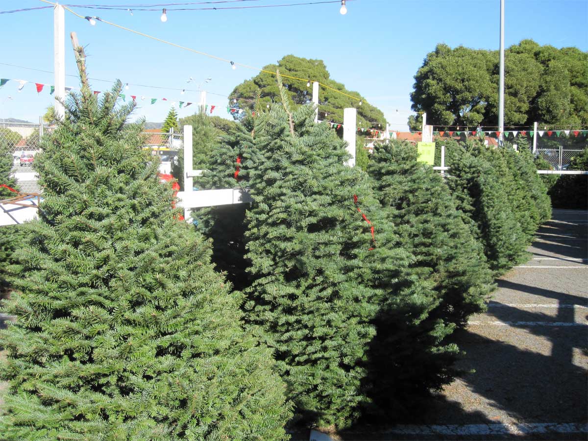 outdoor christmas trees