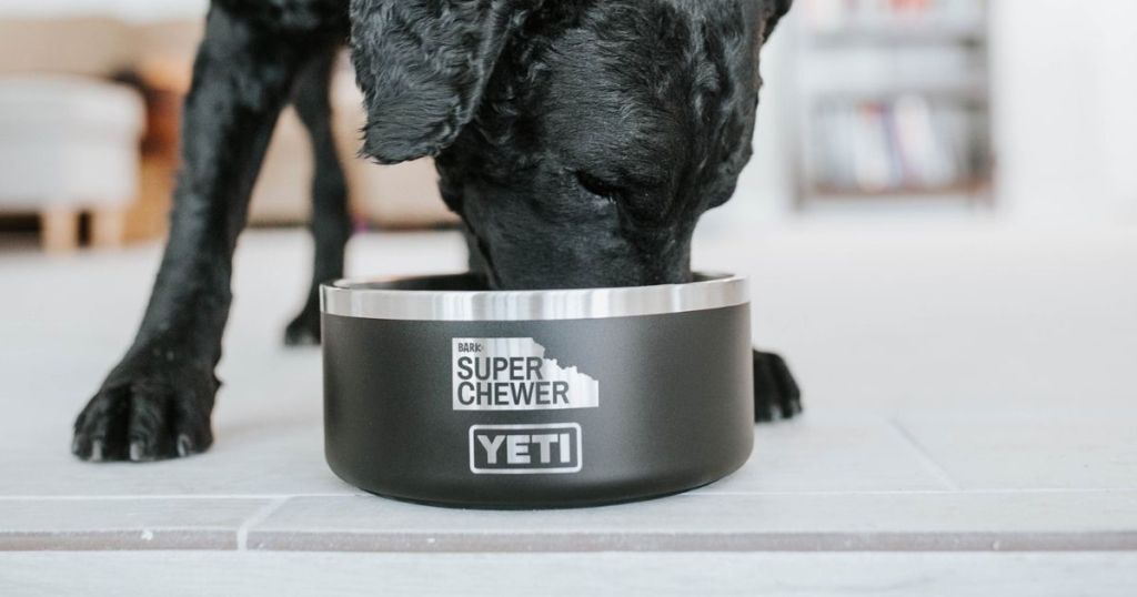 a dog eating out of a YETI dog bowl