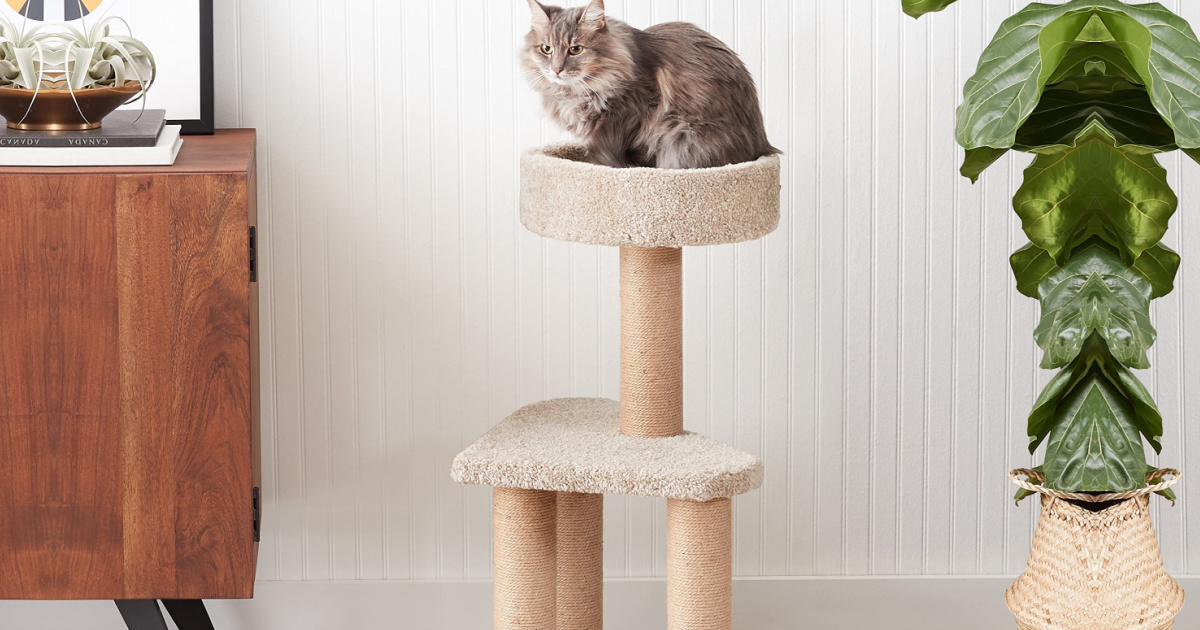 cat activity trees