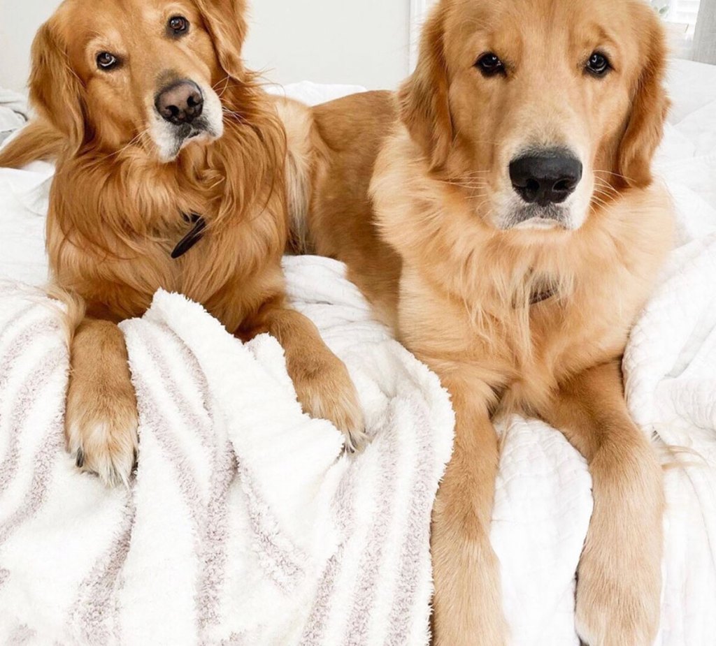 two golden retrievers laying on a bed with a white and taupe striped fuzzy blanket