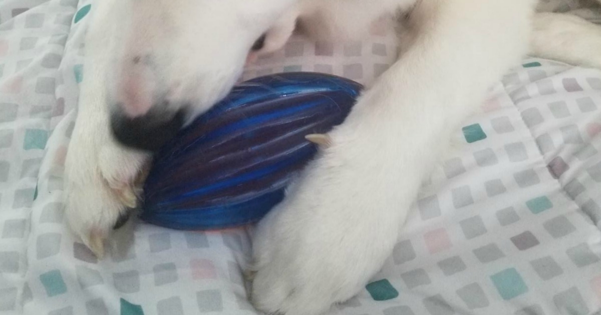 Dog with blue chewable football toy