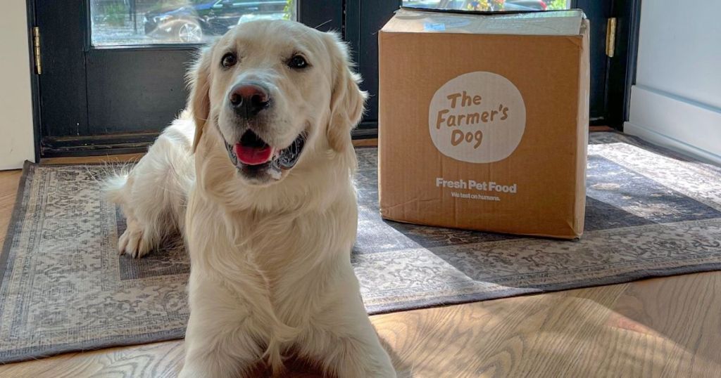 dog sitting by a box 