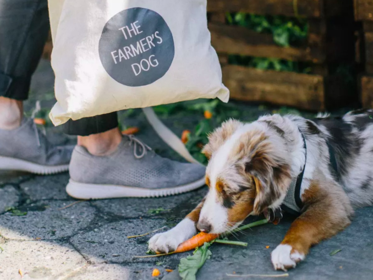 dog eating a carrot with a person next to him with a bag