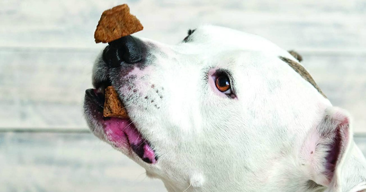 wellbites dog treats