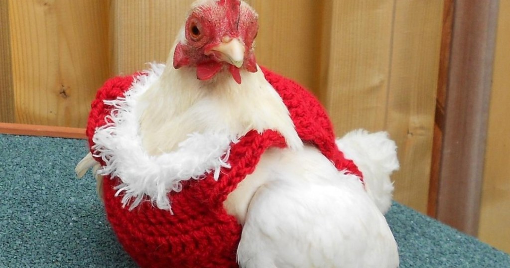 chicken wearing a red sweater