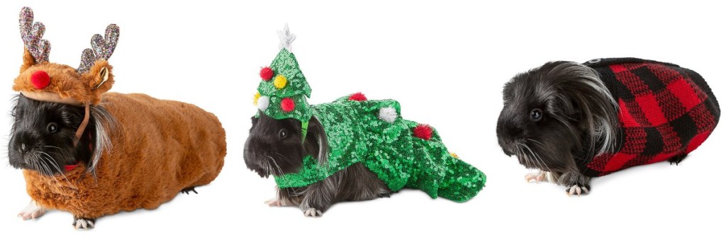 guinea pigs in Christmas costumes